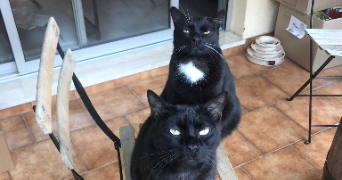 claudie pet sitter à Toulon 83000_2