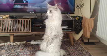 axel pet sitter à PAU 64000_2