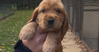 léa dog sitter à MALAUNAY 76770_7
