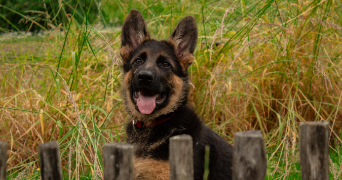 marie pet sitter à VANNES 56000_2