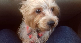 jessica pet sitter à THIAIS 94320_2