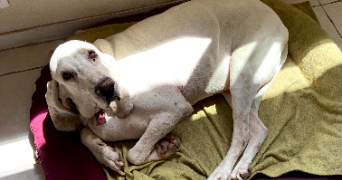 agnès pet sitter à GARDANNE 13120_1