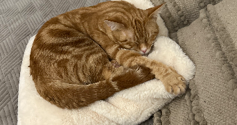 laetitia pet sitter à EPERNAY 51200_3