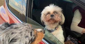 marine pet sitter à TROYES 10000_2