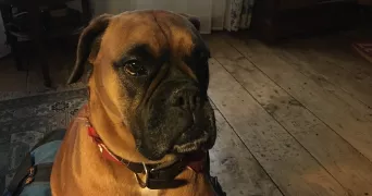 philippe pet sitter à Montreuil-sur-Barse 10270