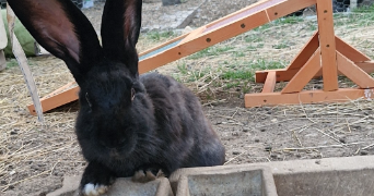 alexandra pet sitter à VAUMORT 89320_4