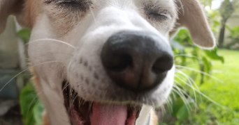 claudine pet sitter à TOULON 83000_6