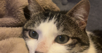 elisa pet sitter à NEUFCHATEL EN BRAY 76270_1