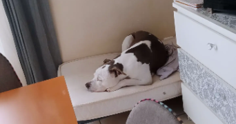 joan pet sitter à MANOSQUE 04100_9