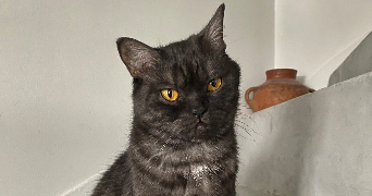 sofia pet sitter à NOISY LE GRAND 93160_3