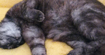 isabelle pet sitter à MARLY 57155_2