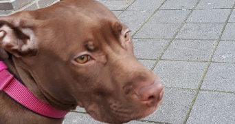 elena pet sitter à CLAMART 92140_2