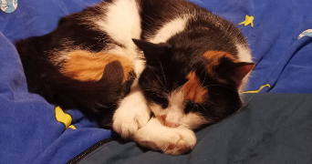 diane pet sitter à LA MOTHE ST HERAY 79800_2