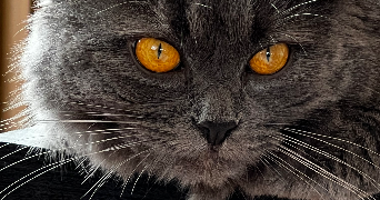 emma  pet sitter à Montceau-les-Mines 71300_6