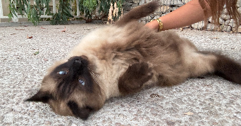 valigiani pet sitter à CANNES 06400_8