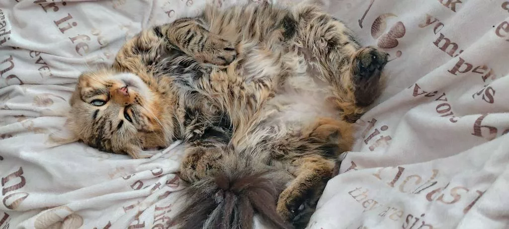 marine pet sitter à Le Perreux-sur-Marne 94170