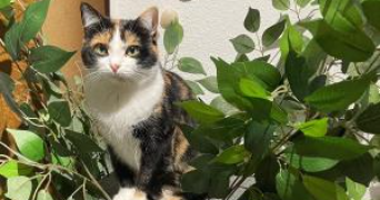 mathilde cat sitter à NARBONNE 11100_2