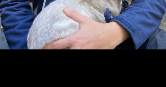 lana pet sitter à Hérouville saint clair 14200_3