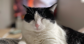 marie pet sitter à CLOUE 86600_3