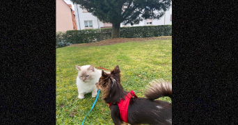 célia pet sitter à HAGUENAU 67500_8