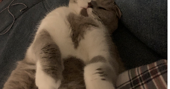 charlotte cat sitter à STRASBOURG 67000_1
