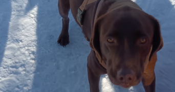 melanie pet sitter à VANDEINS 01660_2