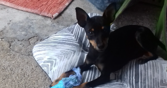 jessica pet sitter à LE CHESNAY ROCQUENCOURT 78150_0