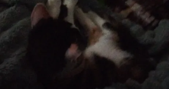 canelle pet sitter à DUNKERQUE 59140_2