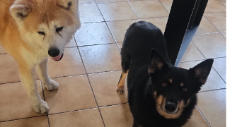 adrien pet sitter à TERRES DE CAUX 76640_3