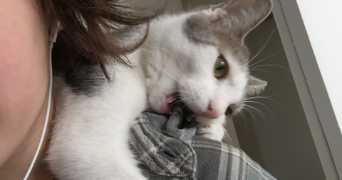 lola pet sitter à MONTBELIARD 25200_6