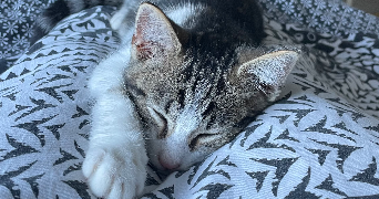lali pet sitter à Les Lucs sur Boulogne 85170_3