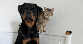 mathilde pet sitter à COMPIEGNE 60200_1