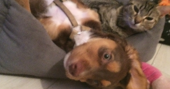 ambre pet sitter à BIGANOS 33380_4