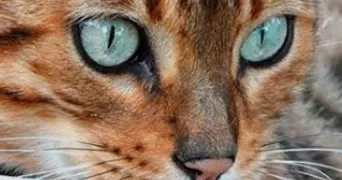 sakura pet sitter à SARCEY 69490