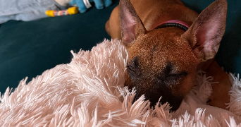 lahéla pet sitter à PARIS 20 75020_2