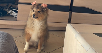 apolline pet sitter à DIJON 21000_5