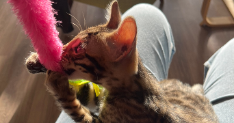 malvina pet sitter à VERNEUIL D AVRE ET D ITON 27130_5