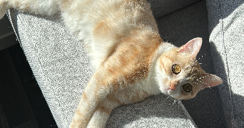 daphné pet sitter à CARQUEFOU 44470_3