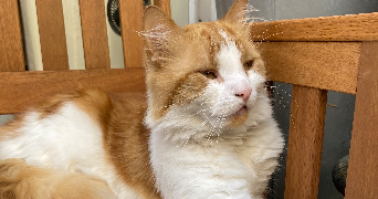 jany pet sitter à ROUEN 76000_8