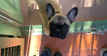 andrea pet sitter à PARIS 12 75012_2