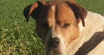 kris pet sitter à SONCHAMP 78120