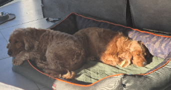 melanie pet sitter à BEZAC 09100_7