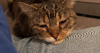 mayline pet sitter à LENS 62300_5