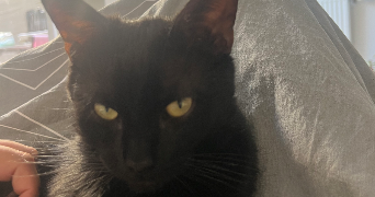 marion pet sitter à OSNY 95520_2