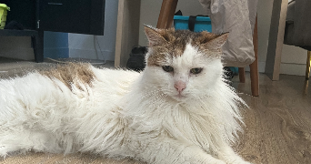 tyfenn pet sitter à NANTEUIL LES MEAUX 77100_3