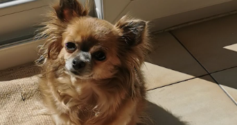 carole pet sitter à AUBEPIERRE OZOUER LE REPOS 77720_2