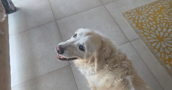 laura pet sitter à FAMECK 57290_9