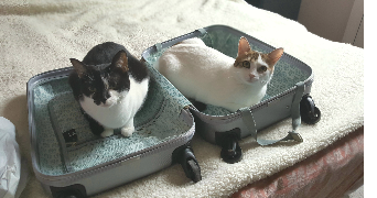 laurence pet sitter à SETE 34200_0