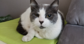 luna pet sitter à MAROLLES EN BRIE 94440_0