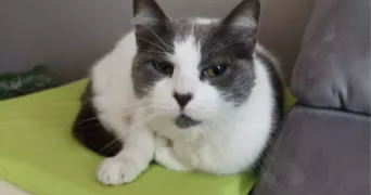 luna pet sitter à MAROLLES EN BRIE 94440